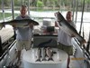 (06/24/2017) - Nice Striped Bass